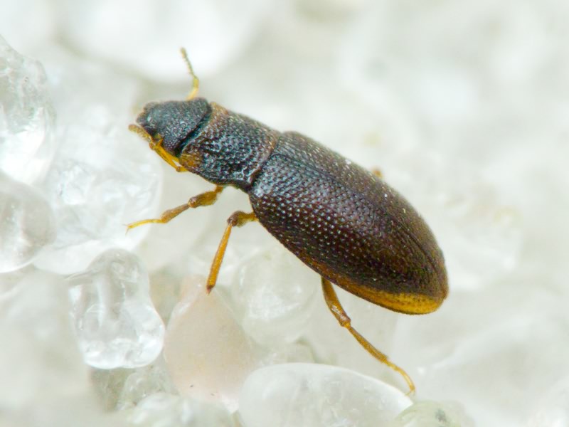 Hydraenidae Mulsant, 1844